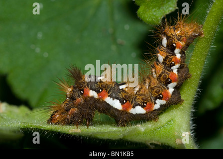 Nodo erba Moth caterpillar (Acronicta rumicis) Foto Stock