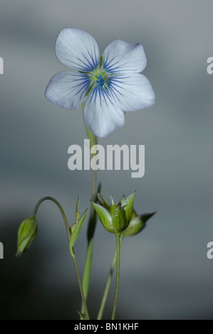 Pallido fiore di lino (Linum bienne) Foto Stock