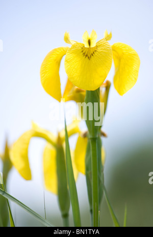 Giallo Iris pseudacorus Iris Close-up verticale di fiori di Regno Unito Foto Stock