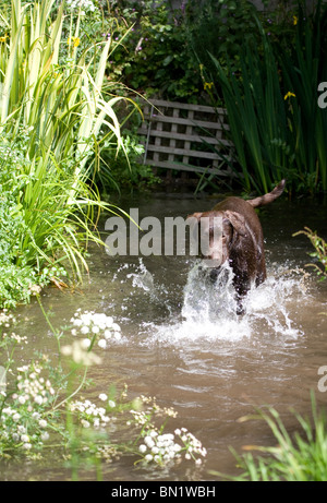 Brown Labrador unico cucciolo in esecuzione attraverso un flusso Portesham, Dorset, Regno Unito Foto Stock