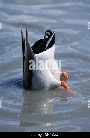 Germano reale Anas platyrhynchos singolo adulto ribaltare REGNO UNITO Foto Stock