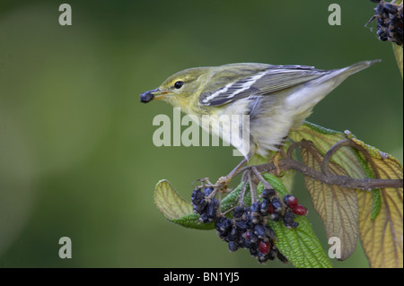 Blackpoll femmina trillo alimentazione su Leatherleaf Virburnum bacche Foto Stock