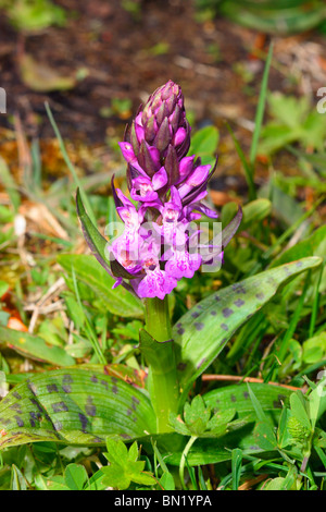 Western Marsh, orchidea Dactylorhiza majalis Foto Stock