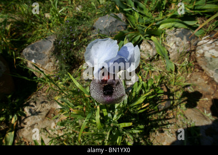 Israeliano Iris meridionale fiore Foto Stock