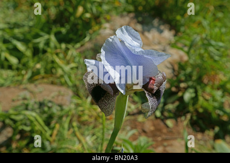 Israeliano Iris meridionale fiore Foto Stock