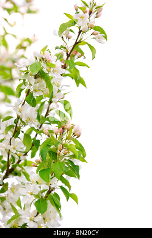 Blooming apple ramo di albero isolato su sfondo bianco Foto Stock