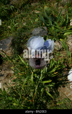 Israeliano Iris meridionale fiore Foto Stock