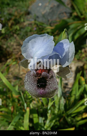 Israeliano Iris meridionale fiore Foto Stock