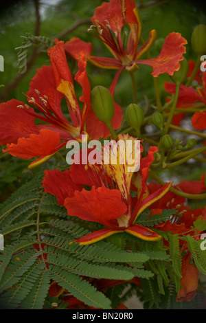 Albero con fiori di colore rosso Foto Stock