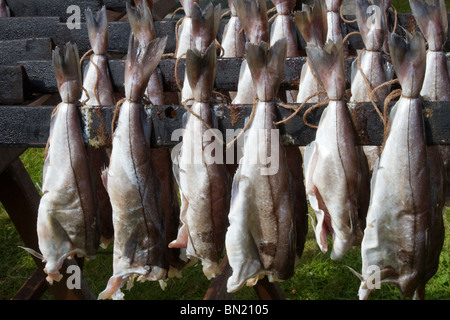 Eglefino cotto pesci Smokies, Spink affumicati conserve di specialità a base di frutti di mare, Arbroath in Angus, Scozia Foto Stock