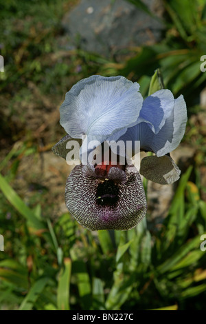 Israeliano Iris meridionale fiore Foto Stock