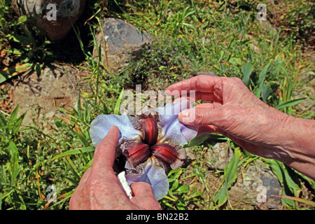 Israeliano Iris meridionale fiore Foto Stock