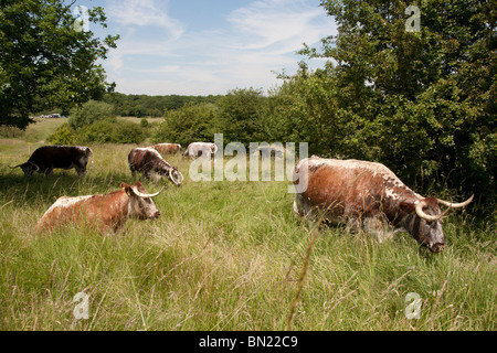 Longhorn il pascolo di bestiame Chingford pianura Foresta di Epping Essex GB UK Foto Stock