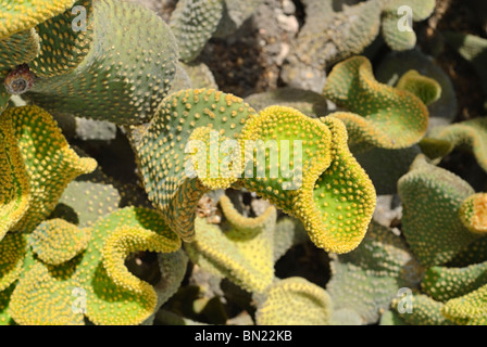 Polka Dot Cactus, Opuntia microdasys Foto Stock