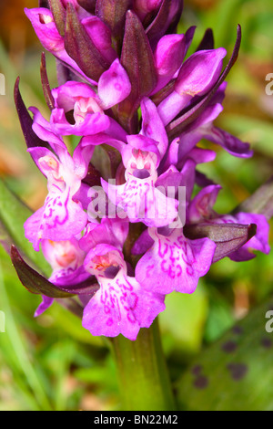 Western Marsh, orchidea Dactylorhiza majalis. Fiore di close-up Foto Stock