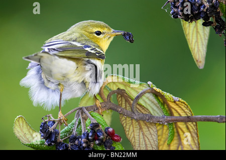 Blackpoll femmina trillo alimentazione su Leatherleaf Virburnum bacche Foto Stock