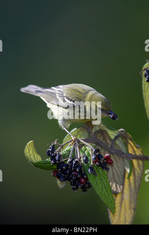 Blackpoll femmina trillo alimentazione su Leatherleaf Virburnum bacche Foto Stock