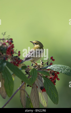 Blackpoll femmina trillo arroccato su Leatherleaf Virburnum Foto Stock