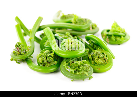 Pila di fresh spring wild fiddleheads su sfondo bianco Foto Stock