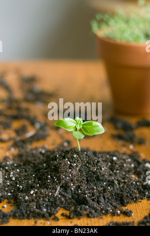 Giovani piantine di basilico piantati in un piccolo mucchio di sporcizia che è pronto per essere trapiantato in un vaso più grande Foto Stock