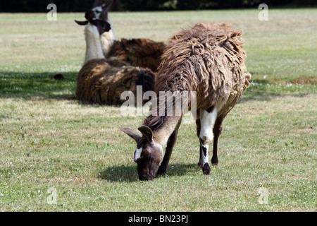 Llamas pascolare in un campo Foto Stock