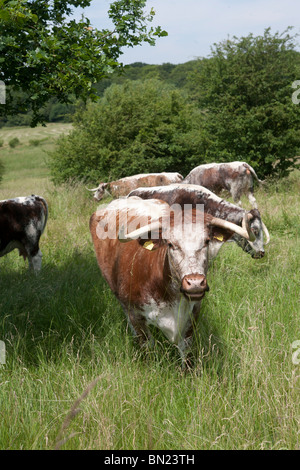 Longhorn il pascolo di bestiame Chingford pianura Foresta di Epping Essex GB UK Foto Stock