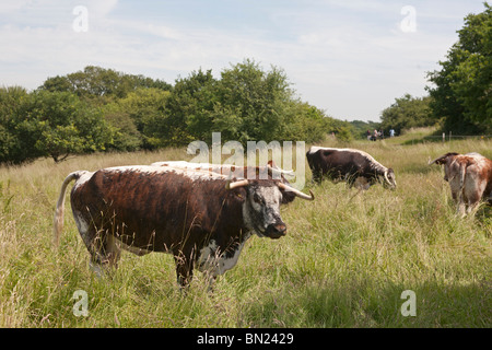 Longhorn il pascolo di bestiame Chingford pianura Foresta di Epping Essex GB UK Foto Stock