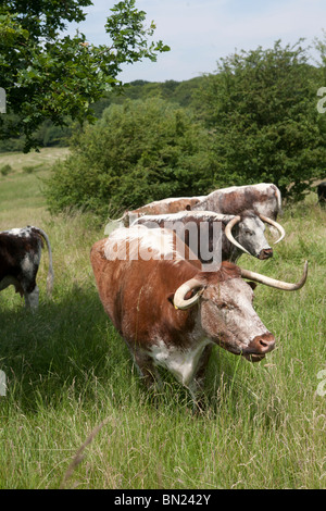 Longhorn il pascolo di bestiame Chingford pianura Foresta di Epping Essex GB UK Foto Stock