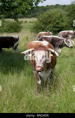 Longhorn il pascolo di bestiame Chingford pianura Foresta di Epping Essex GB UK Foto Stock