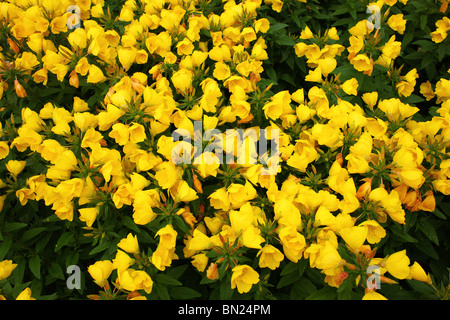 Enotera fiori giallo Oenothera biennis Foto Stock