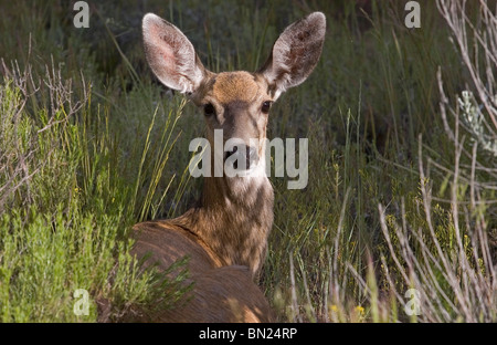 Un mulo cervo doe, femmina, giacente in un campo Foto Stock