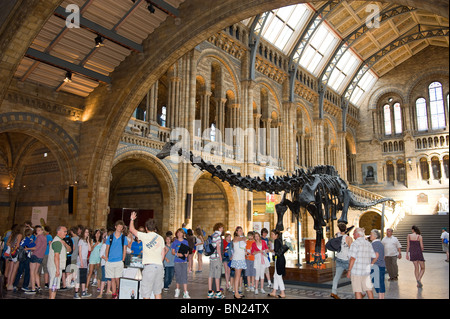 Diplodocus scheletro nell'atrio principale centrale del Museo di Storia Naturale e con le persone che visitano, London REGNO UNITO Foto Stock