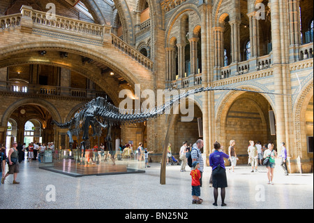 Diplodocus scheletro nell'atrio principale centrale del Museo di Storia Naturale e con le persone che visitano, London REGNO UNITO Foto Stock