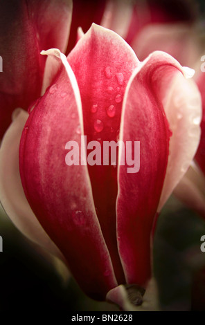 Dettaglio artistico di un fiore di Magnolia con goccioline di acqua Foto Stock