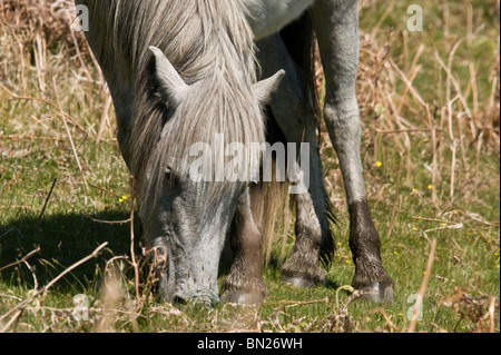 A Dartmoor Pony di pascolare su erba di primavera Foto Stock