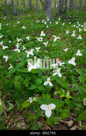A FIORE GRANDE trillium (Trillium grandiflorum), Michalsen preservare (TNC), Door County, Wisconsin Foto Stock