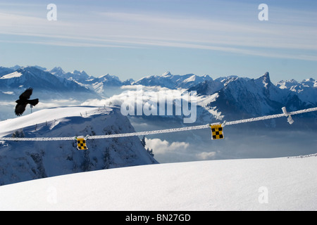 Gracchio alpino volare al di sopra delle alpi svizzere vista da Niederhorn Beatenberg, Alpi Svizzere vista aerea, Foto Stock