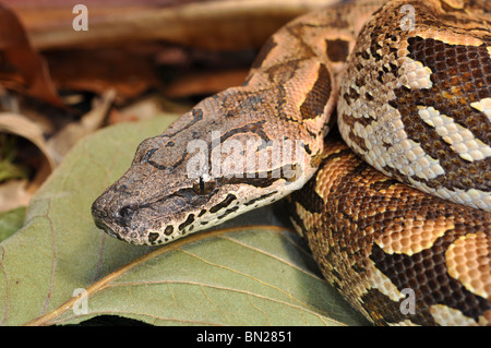 Dumerils Boa del Madagascar Foto Stock