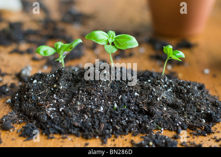 Tre giovani piantine di basilico piantati in un piccolo mucchio di sporcizia che sono pronte per essere trapiantate in un vaso più grande Foto Stock