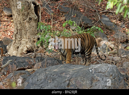 Tiger ululano con rabbia in Ranthambhore National Park, India Foto Stock