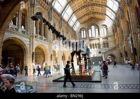 Diplodocus scheletro nell'atrio principale centrale del Museo di Storia Naturale e con le persone che visitano, London REGNO UNITO Foto Stock