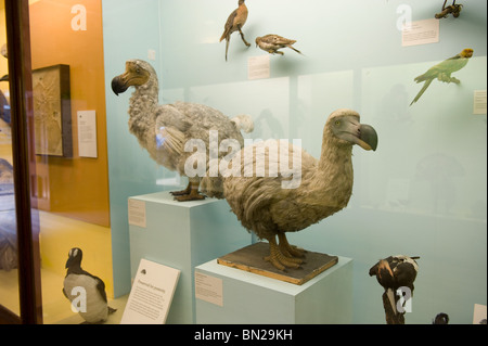 Farcite Dodos in mostra al Museo di Storia Naturale di Londra, 2010 Foto Stock