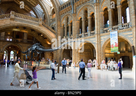 Diplodocus scheletro nell'atrio principale centrale del Museo di Storia Naturale e con le persone che visitano, London REGNO UNITO Foto Stock