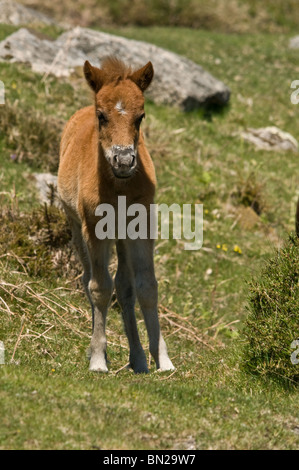 Giovani sul puledro Dartmoor. Foto Stock