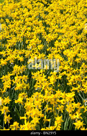 Ospite di daffodils dorato Foto Stock