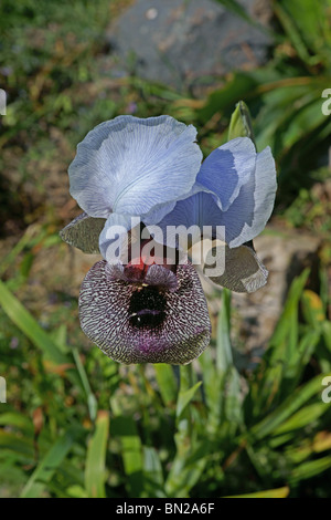 Israeliano Iris meridionale fiore Foto Stock