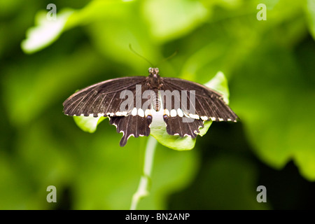 Golders Hill Park , butterfly Papilio Polytes o comune a coda di rondine mormone , nativi Asia , crogiolarsi sulla lamina Foto Stock