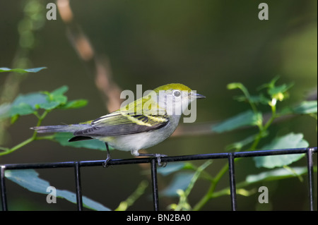 Castagno immaturi facciate trillo arroccato su una recinzione Foto Stock