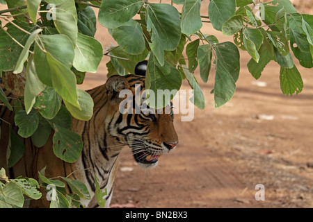 Tiger nascondersi dietro a foglie verdi. La foto è stata scattata in Ranthambhore National Park, India Foto Stock