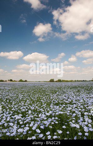 Linum usitatissimum. Semi di lino fioritura di raccolto in un campo nella campagna inglese Foto Stock